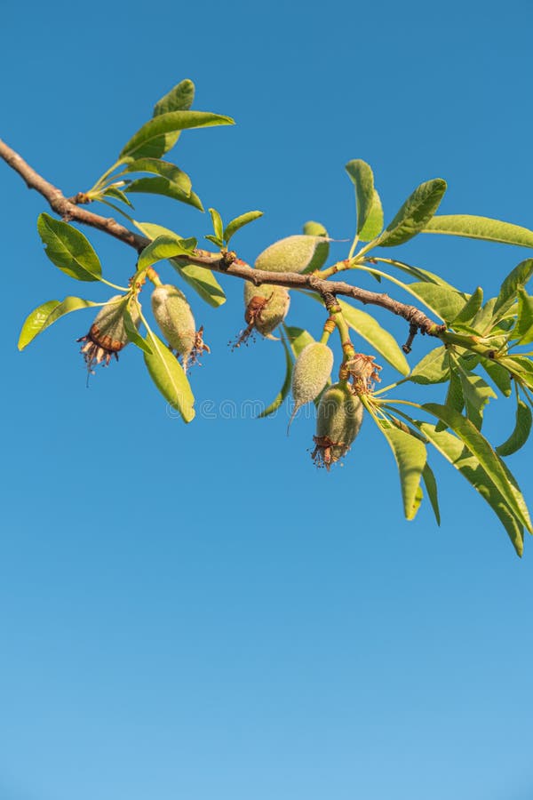 Almond Nuts Growing on a Tree Branch in Almond Stock Photo Image of