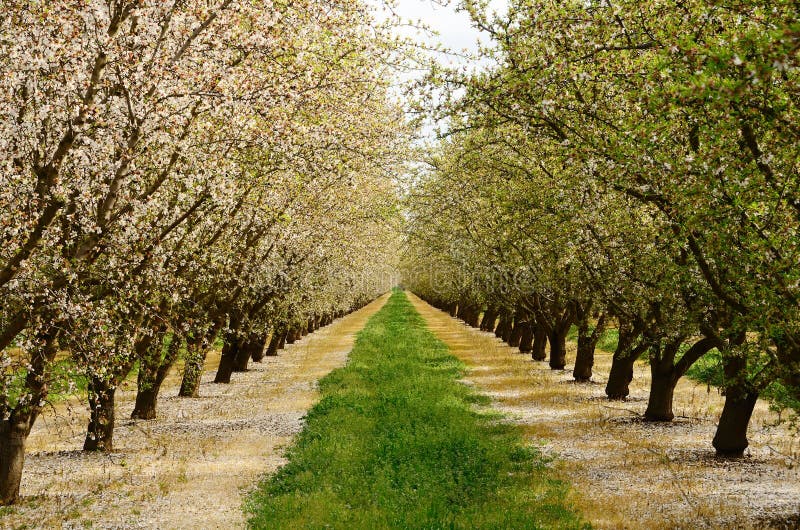 Almond Orchard Under Lenticular Clouds in Central California Near