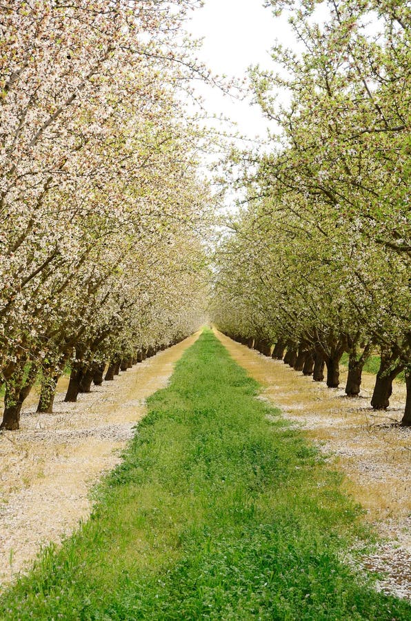 14+ Almond orchard Free Stock Photos - StockFreeImages