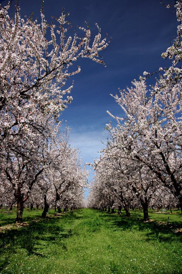 Almond Orchard Under Lenticular Clouds in Central California Near