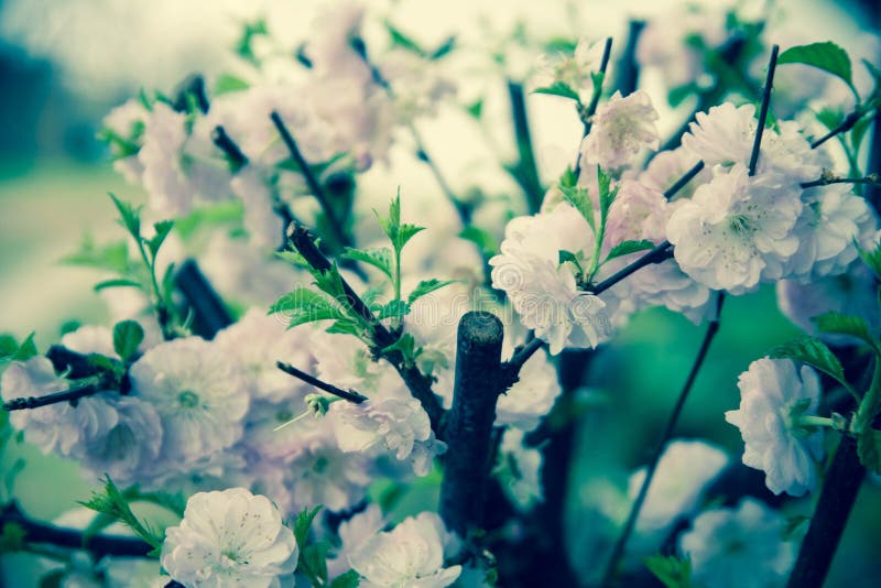 Almond pink flowers