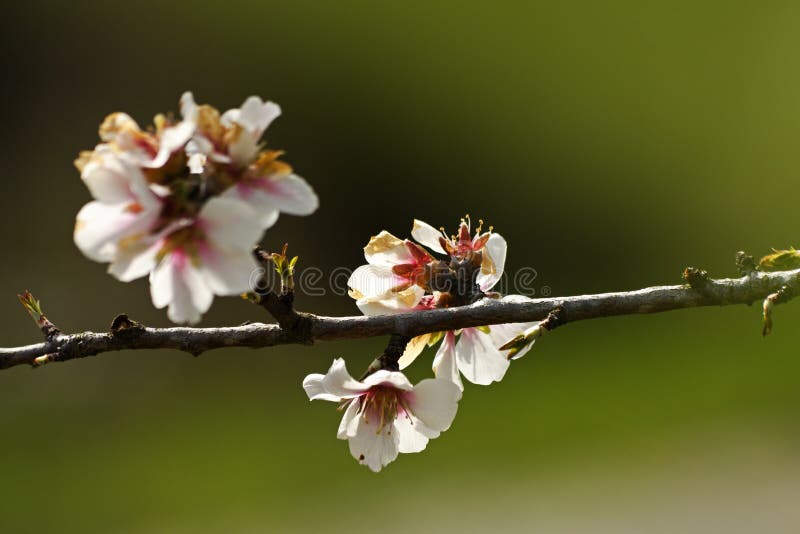 Almond prunus dulcis