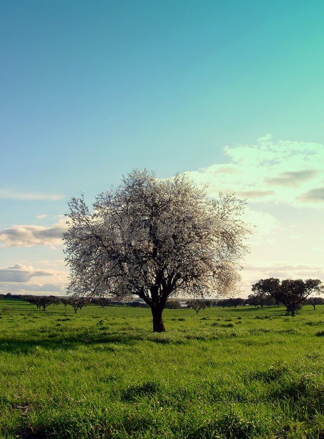 Almond tree