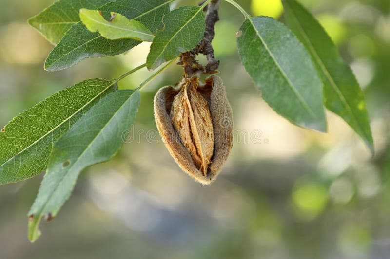 Almond tree. stock image. Image of tree, almond, leaf 58479337