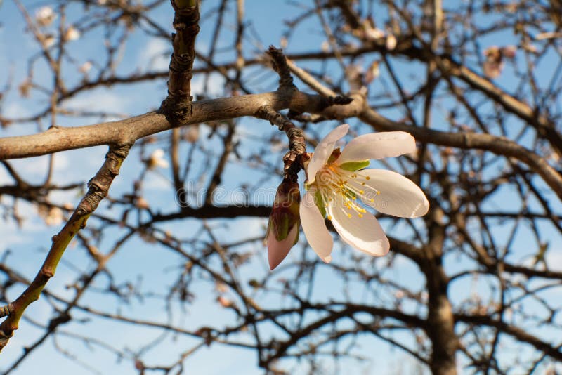 Almond tree blooming stock image. Image of tree, flower 170907887