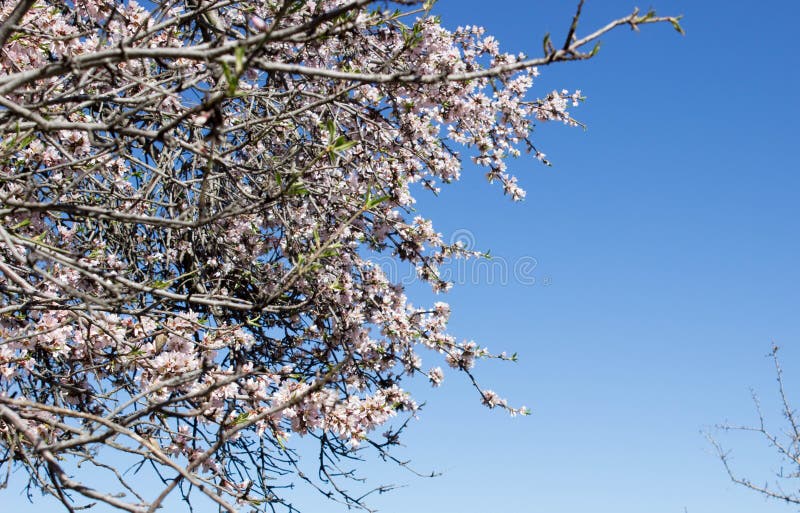 Almond Tree Blooming in Sicily with Blue Sky Stock Photo - Image of ...