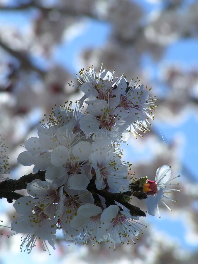 Almond tree flowers stock photo. Image of almond, blossom 1128230