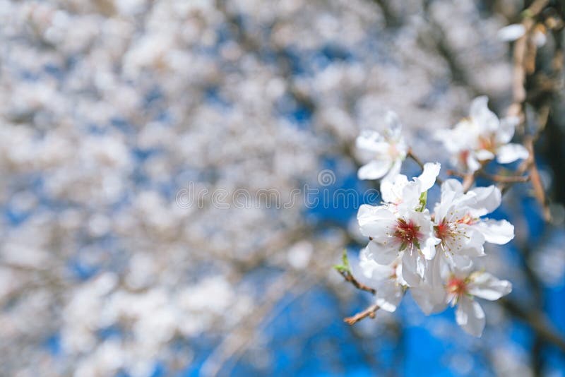 Almond tree flowers blosson and blue sky