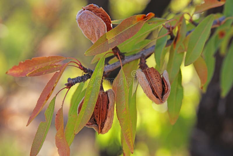 Almonds growing on tree stock photo. Image of woody 263736362