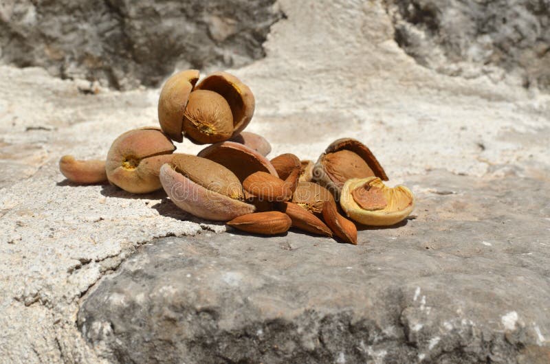 Tasty Bunch Of Almonds In Shells Stock Image Image of almond, healthy