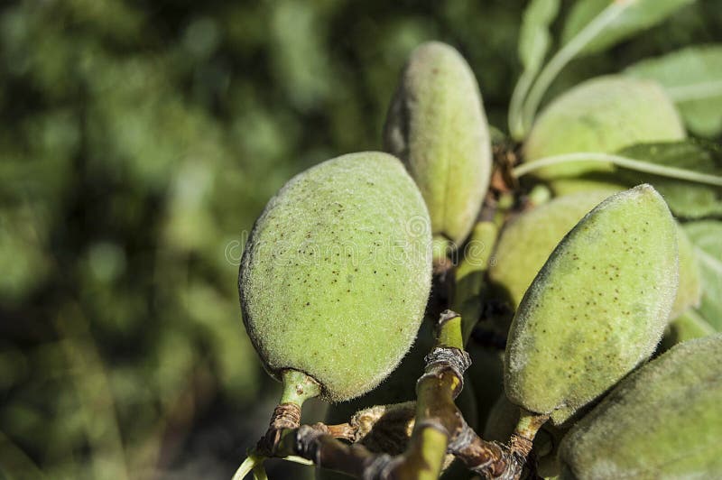 Almonds in the Tree, Natural Almonds, Almonds Began To Mature, Almond