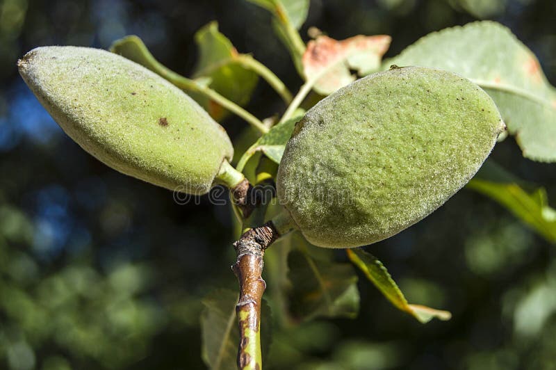 Almonds in the Tree, Natural Almonds, Almonds Began To Mature, Almond