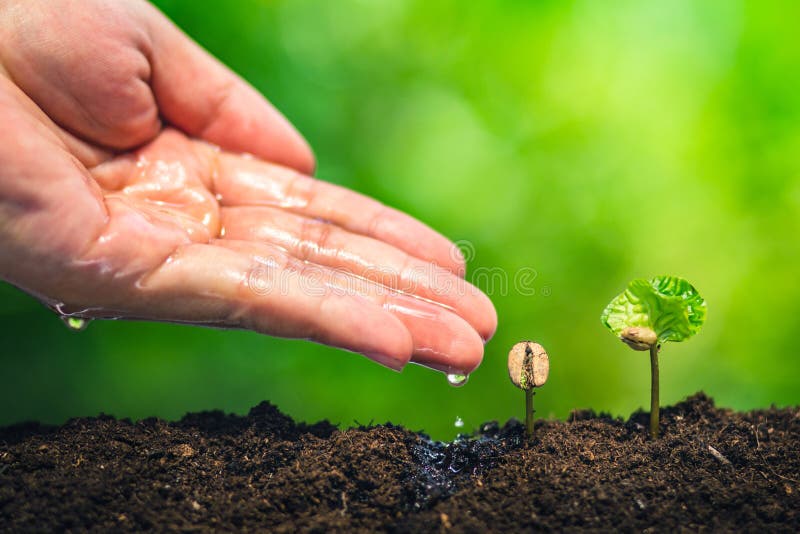 Almácigo del café en planta de la naturaleza un concepto del árbol, mano joven foto de archivo libre de regalías Almácigo del café en planta de la naturaleza un concepto del árbol, mano joven foto de archivo libre de regalías