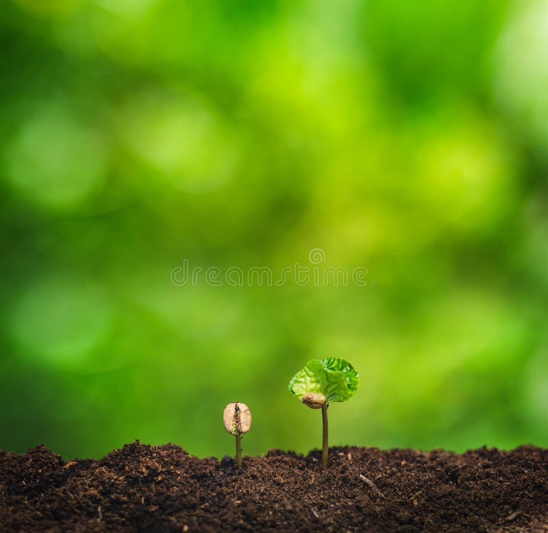 Almácigo del café en planta de la naturaleza un concepto del árbol, mano joven fotografía de archivo Almácigo del café en planta de la naturaleza un concepto del árbol, mano joven fotografía de archivo