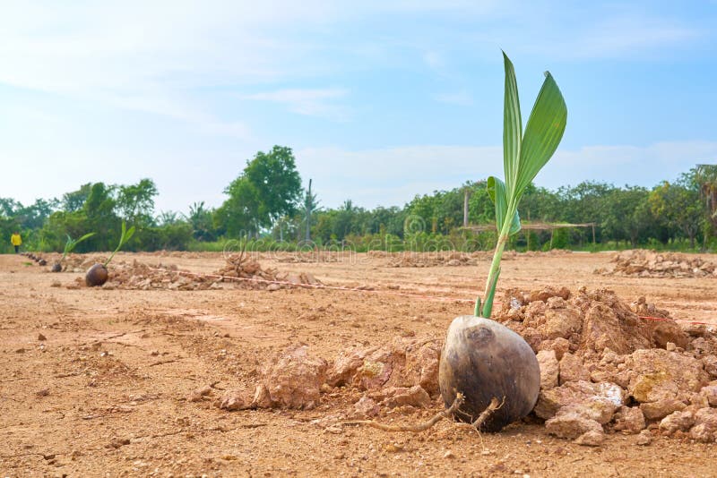 Almácigos del coco que las hojas están brotando Aliste para plantar b. Almácigos del coco que las hojas están brotando Aliste para plantar antes de plantar La disposición de la planta a parecer hermosa Conceptos de cultivo, plantando, orcharding en cielo brillante