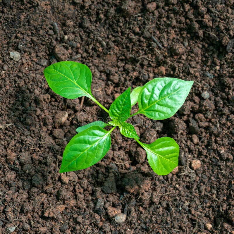 Almácigos dulces del paprika, plántulas en una cama del huerto fotografía de archivo libre de regalías Almácigos dulces del paprika, plántulas en una cama del huerto fotografía de archivo libre de regalías