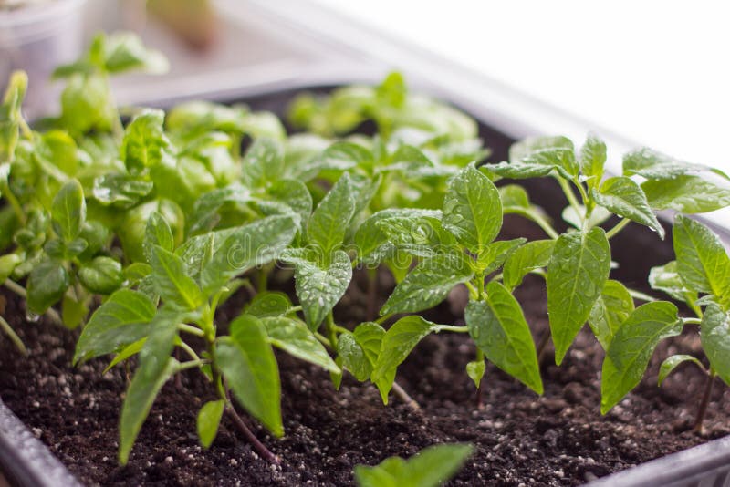 Almácigos, pimientas producidas y albahaca en el alféizar imágenes de archivo libres de regalías Almácigos, pimientas producidas y albahaca en el alféizar imágenes de archivo libres de regalías