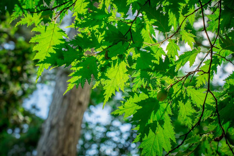 Alnus green leaf of an alder tree is isolated on a dark background