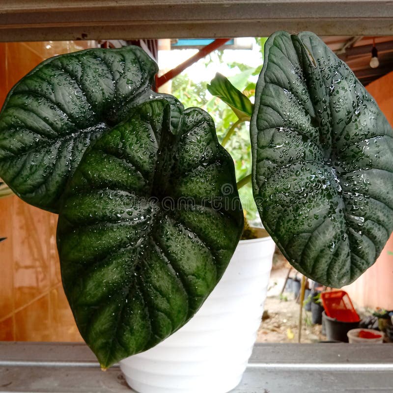 Three Leaf of Alocasia Dragon Scale Stock Image Image of food, flower