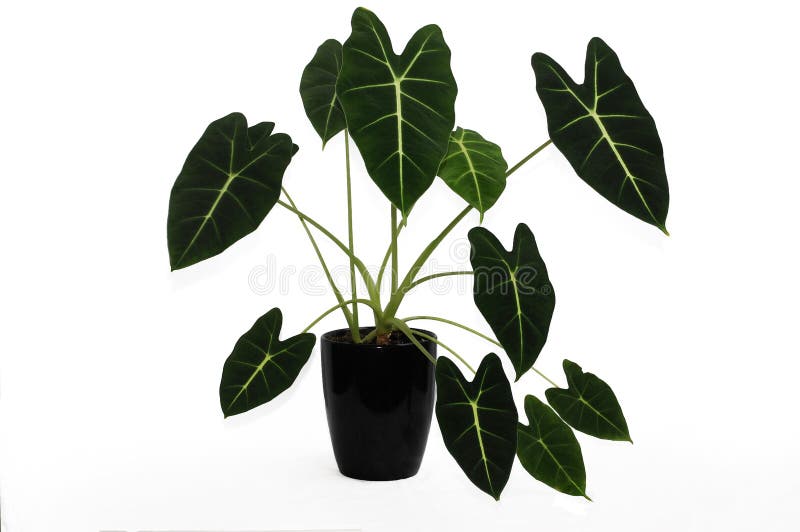 Alocasia is a genus of broad-leaved rhizomatous or tuberous perennials from the family Araceae