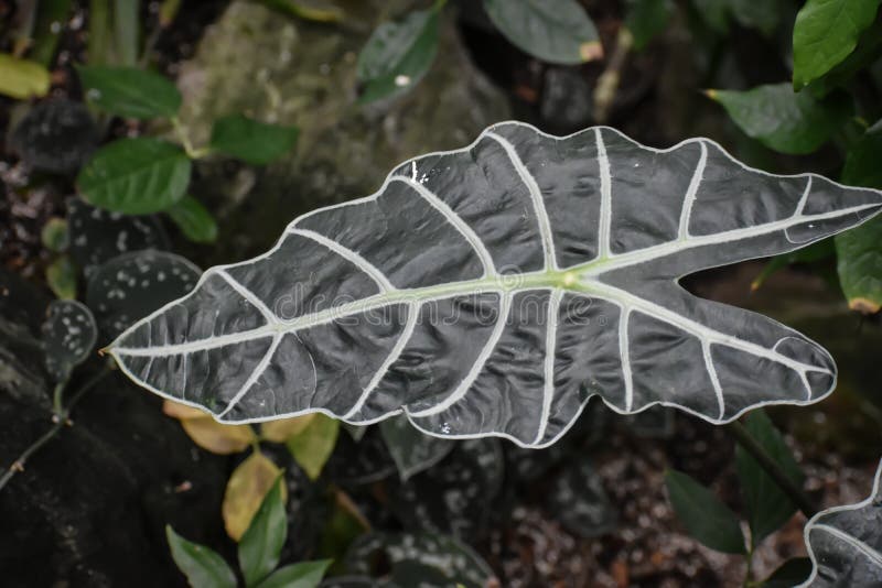 Alocasia - Kris Plant - Elefantenohr lizenzfreies stockfoto Alocasia - Kris Plant - Elefantenohr lizenzfreies stockfoto