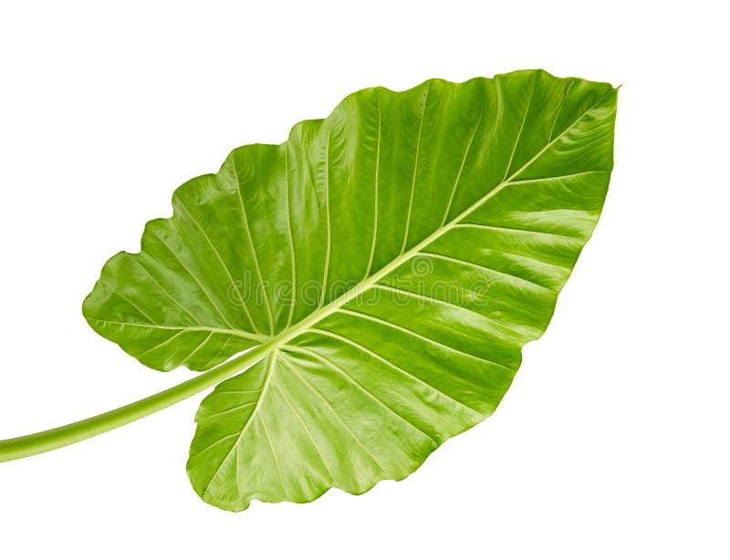 Alocasia odora foliage Night-scented lily or Giant upright elephant ear, Exotic tropical leaf, isolated on white background