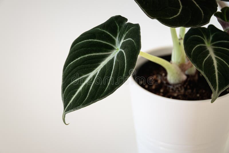 Alocasia reginula `black velvet` on white background. Alocasia reginula `black velvet` leaf. Tropical potted plant on a white background. Exotic trendy stock photo