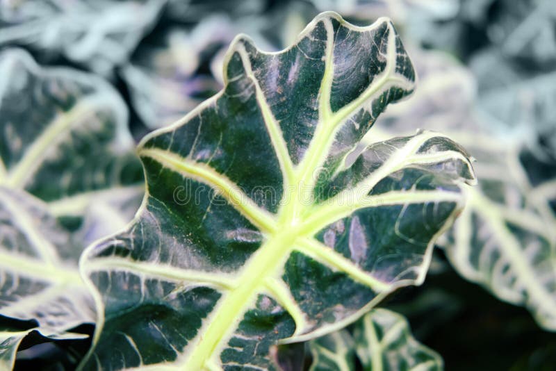 Alocasia x amazonica Amazonian Elephant Ear is a robust rhizomatous evergreen perennial with dark green color