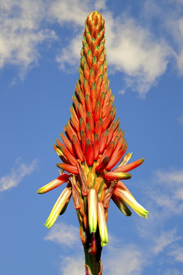 Compton Growing Stock Photos Free & RoyaltyFree Stock Photos from