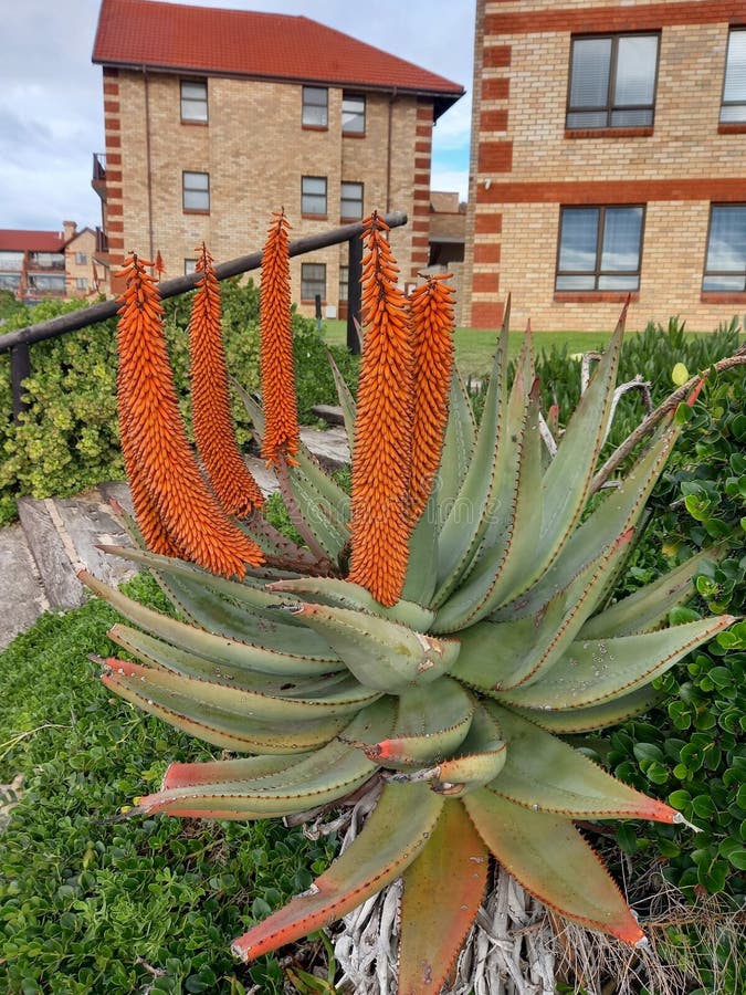 Aloe in Bloom stock image. Image of plant, bloom, southafrica 220230927