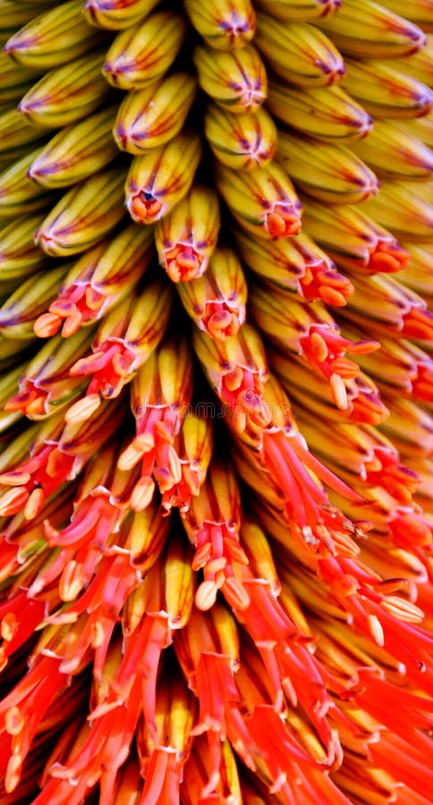 Aloe Blossom