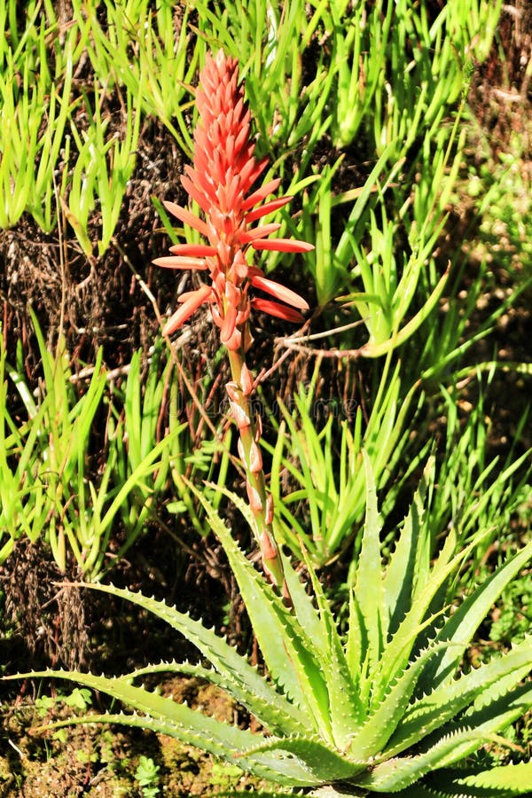 Aloe Ferox cactus plant in Elche under the sun royalty free stock images