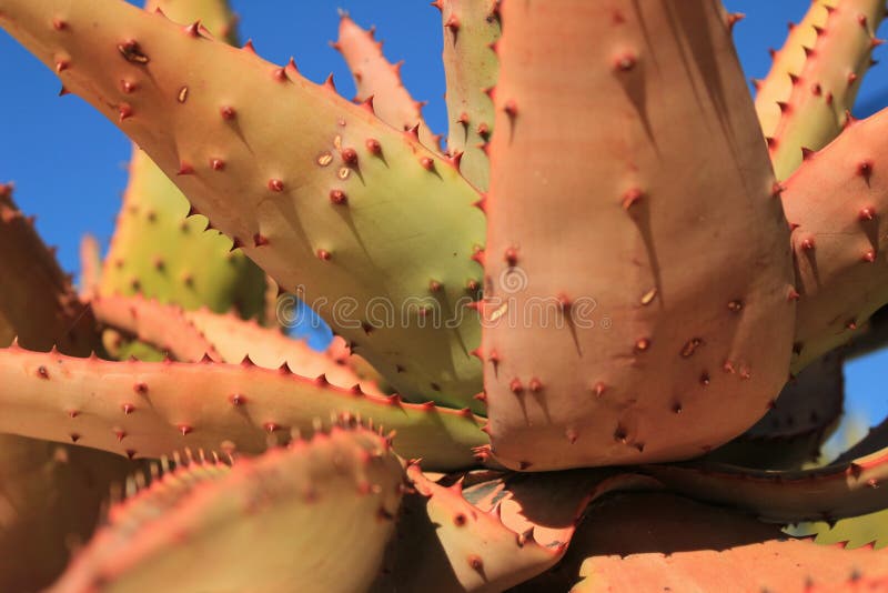 Aloe Ferox plant royalty free stock images