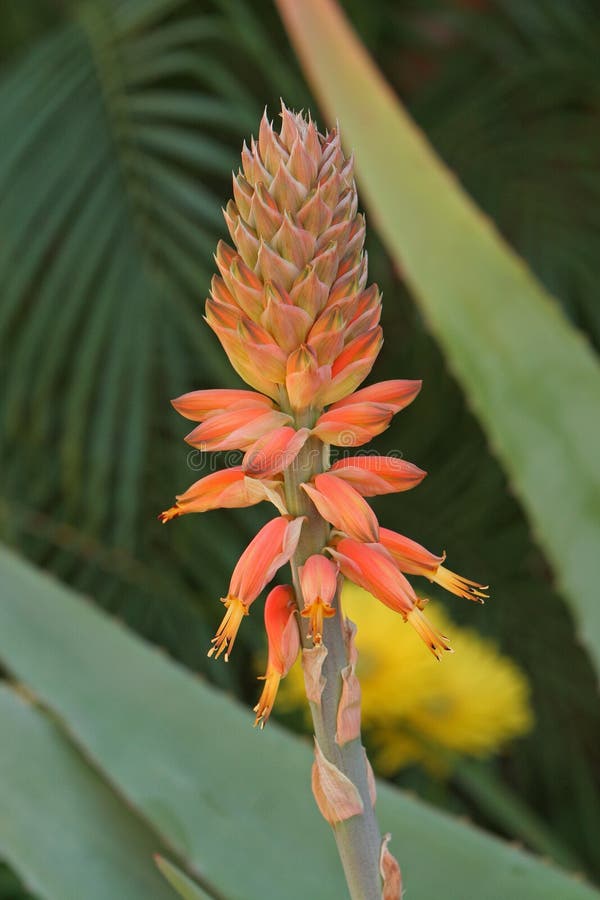 Aloe flower stalk