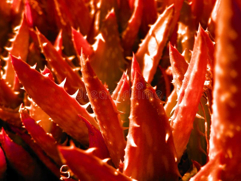 Aloe forrest in red