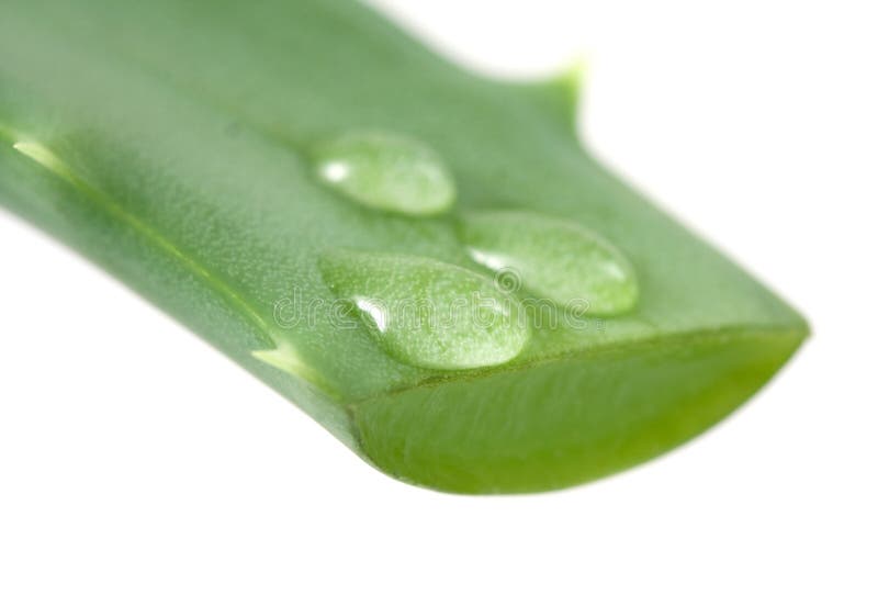 Aloe leaf