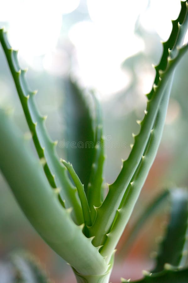 Aloe plant.