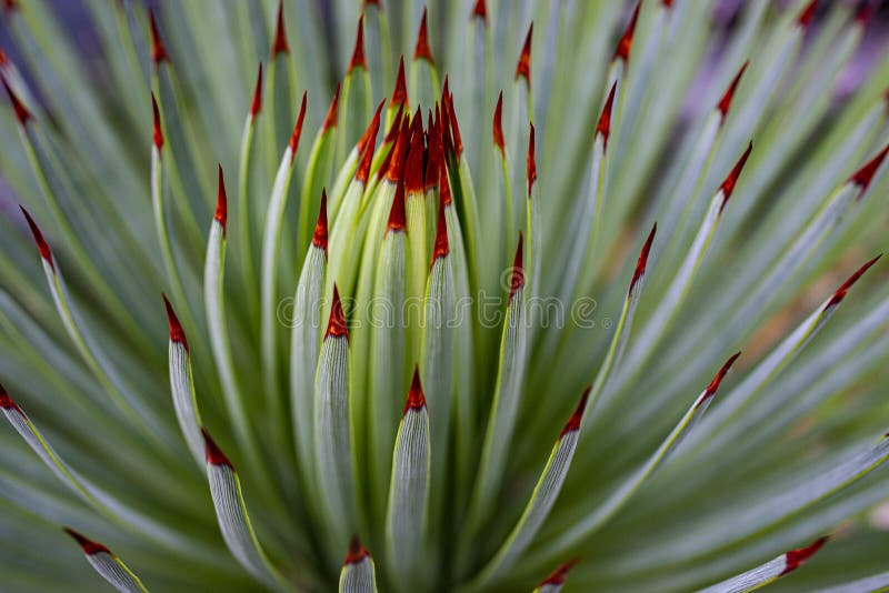 An aloe plant close up in the detail stock photo