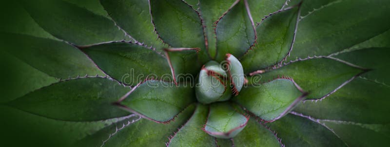 Aloe plant close up in the detail royalty free stock photography