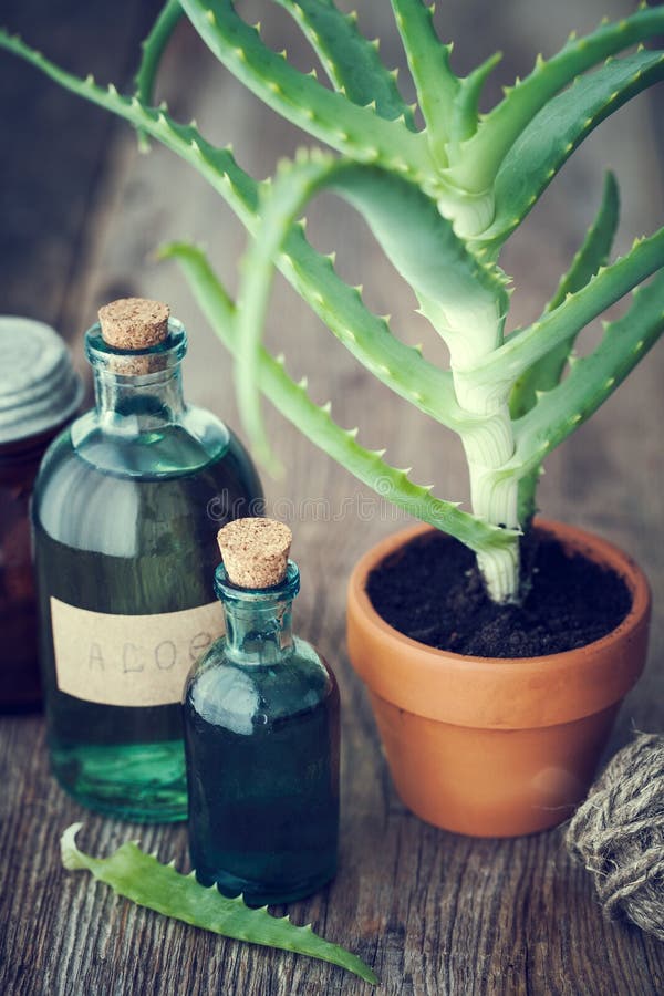 Aloe plant in flowerpot, aloe vera gel and other products.