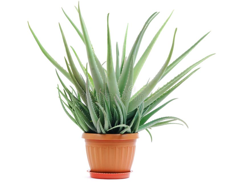 Aloe plant in a pot isolated