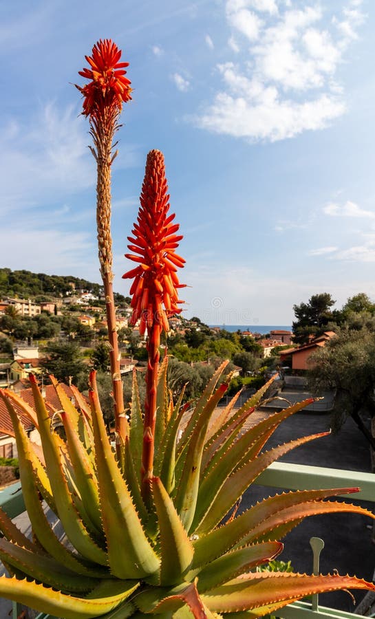 Aloe plant with red flower and italian landscape with hill view mediterranean sea, nature, houses and clouds on sea in sunny day