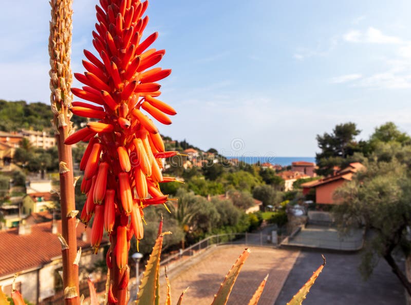 Aloe plant with red flower and italian landscape with hill view mediterranean sea, nature, houses and clouds on sea in sunny day