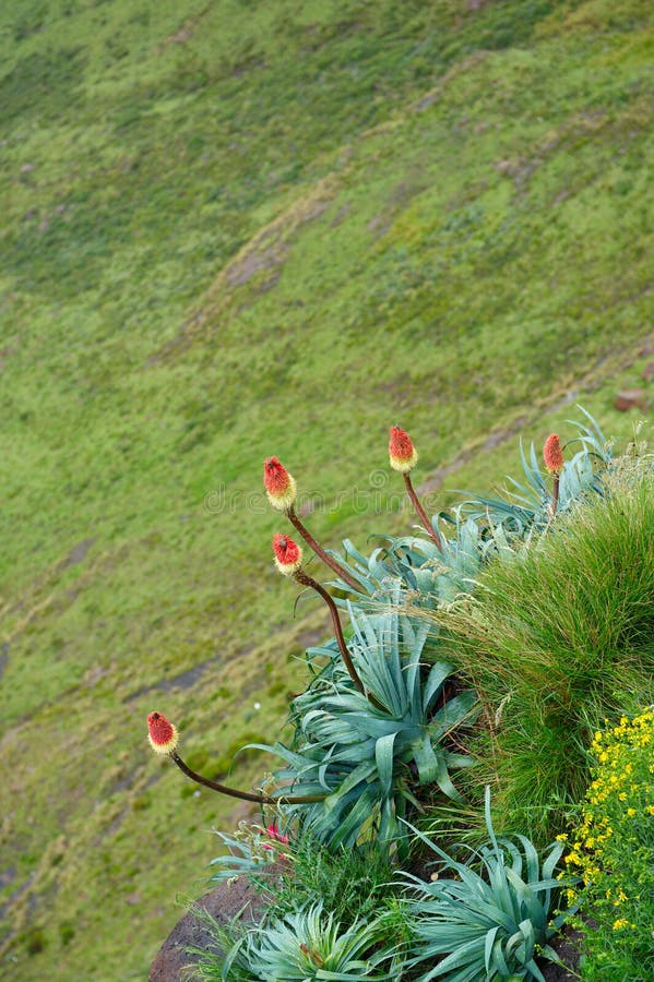 Aloe plants with flowers