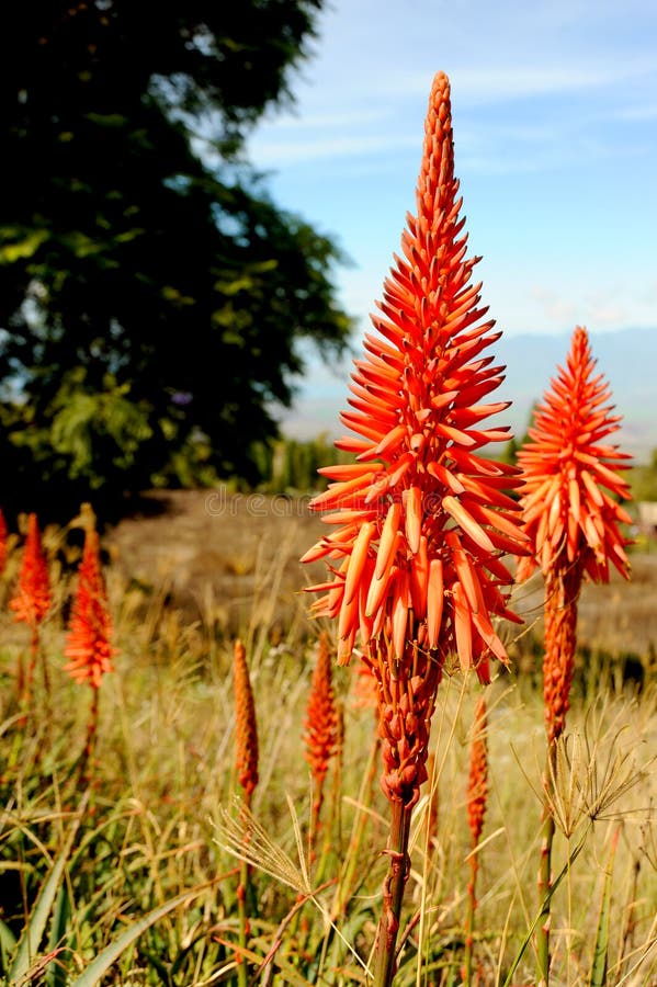 These Aloe Plants are in Full Bloom with Bright Red and Orange Colors ...