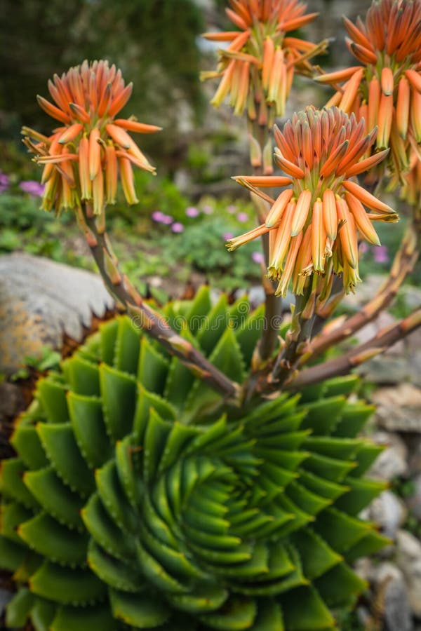 Aloe polyphylla flower stock photos Aloe polyphylla flower stock photos
