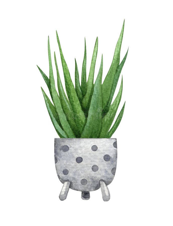 Aloe in the pot. Watercolor illustration of Aloe. Potted houseplants isolated on white. Aloe in the pot. Watercolor illustration of Aloe. Potted houseplants