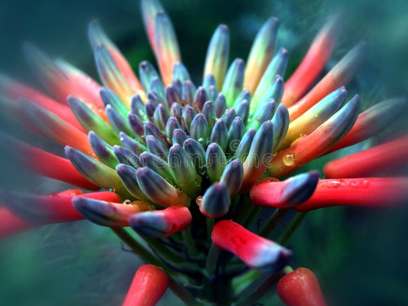 Aloe spc. royalty free stock images Aloe spc. royalty free stock images