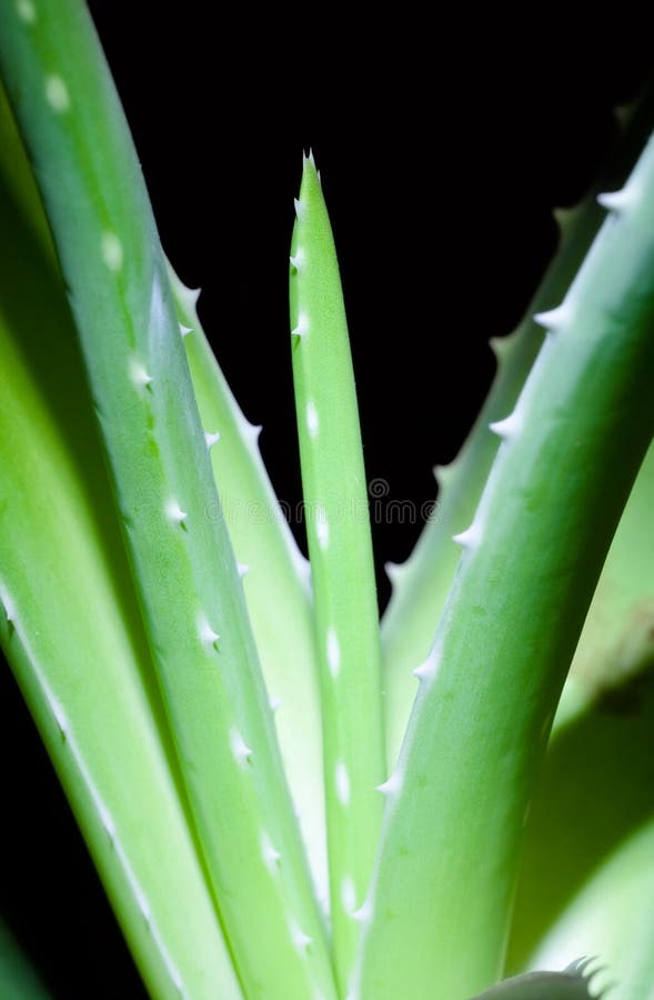 Aloe sprouting