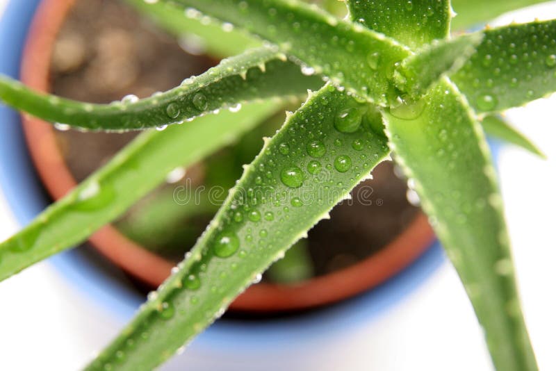 Aloe vera